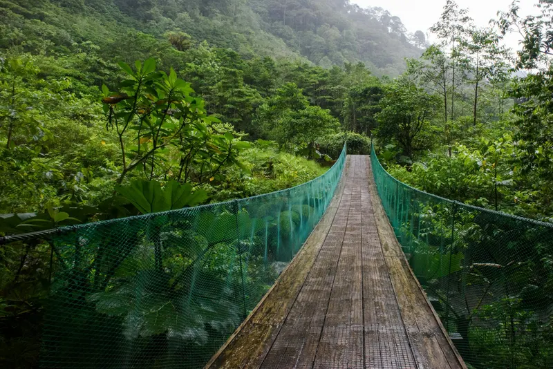 Puente colgante de madera y malla verde atravesando un frondoso bosque tropical lluvioso.